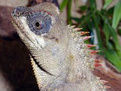 長棘蜥 長棘蜥