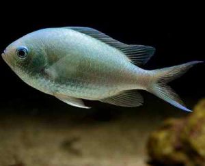 藍綠光鰓魚 藍綠光鰓魚