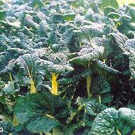 春不老黑菜 春不老黑菜