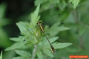 福氏異春蜓 福氏異春蜓