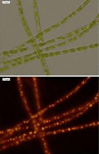 產油微藻 產油微藻