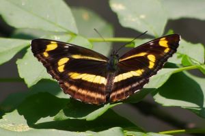 藹菲蛺蝶 藹菲蛺蝶