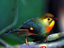 相思鳥[相思鳥屬鳥類的統稱]