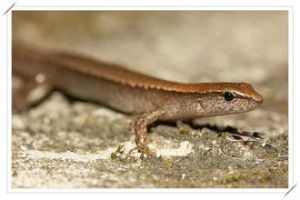 台灣滑蜥 台灣滑蜥