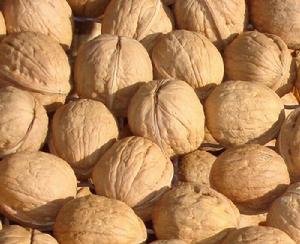 丹鳳核桃 丹鳳核桃