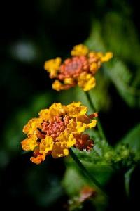 馬櫻丹[雙子葉植物綱馬鞭草科植物]