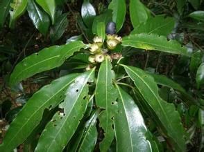 薄托木姜子 薄托木姜子