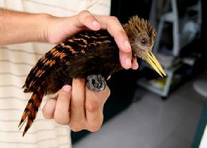 （圖）黃嘴栗啄木鳥