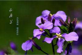 三堡二月蘭 三堡二月蘭