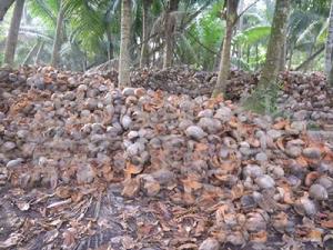 椰子皮[棕櫚目棕櫚科植物]