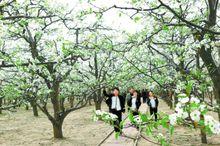 歷屆梨花節相關圖片