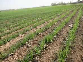 前孫樓村 前孫樓村