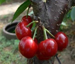 拉賓斯甜櫻桃 拉賓斯甜櫻桃