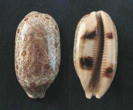 百眼寶螺 百眼寶螺