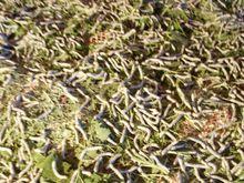 白龍井村桑蠶養殖業