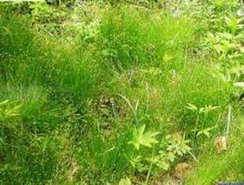 大針苔草 大針苔草
