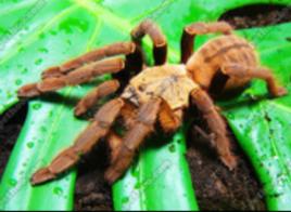 越南捕鳥蛛 越南捕鳥蛛