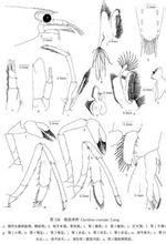 粗肢米蝦 粗肢米蝦