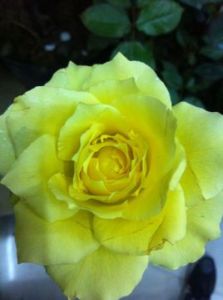 舊金山[薔薇屬月季栽培品種]