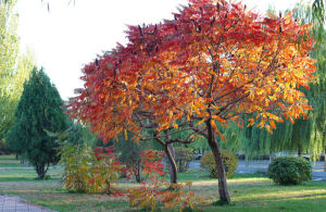 河北大田苗圃場 河北大田苗圃場