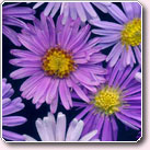 （圖）歐洲浦菊