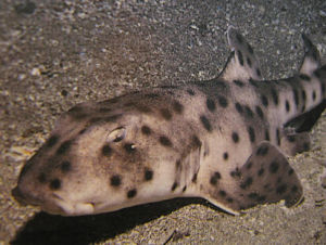 瓜氏虎鯊 瓜氏虎鯊