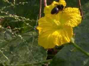 黃領花蜂 黃領花蜂