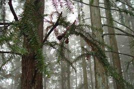 高望界國有林場 高望界國有林場