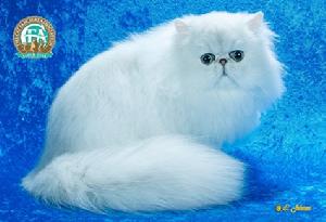 銀色金吉拉波斯貓