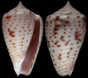 卡多內針點芋螺 卡多內針點芋螺