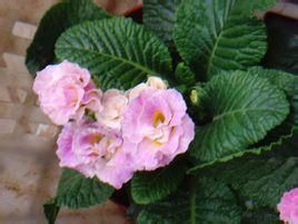 倒卵葉報春 倒卵葉報春