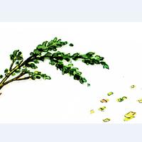 颱風[氣象學名詞]