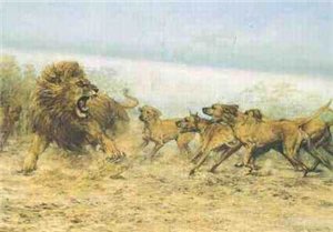 羅得西亞背脊犬