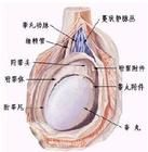 外陰色素痣 外陰色素痣