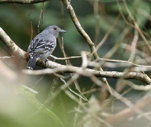 亞馬孫蟻鶇 亞馬孫蟻鶇