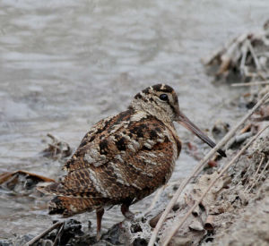 蘇拉丘鷸 蘇拉丘鷸