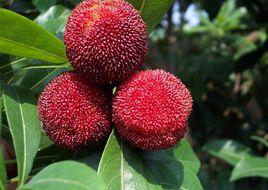 臨海東魁楊梅 臨海東魁楊梅