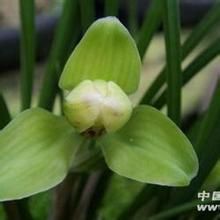 合瓣舞鶴草 合瓣舞鶴草