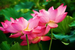 里葉十里荷花景區 里葉十里荷花景區