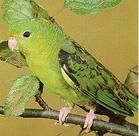 卡羅拉依那鸚哥 卡羅拉依那鸚哥