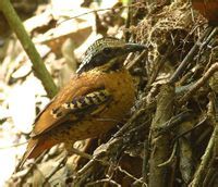 雙辮八色鶇 雙辮八色鶇