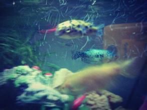 冠紋娃娃 冠紋娃娃