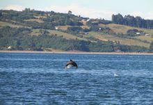 智利矮海豚