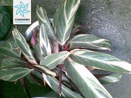 紫背櫛花竹芋 紫背櫛花竹芋