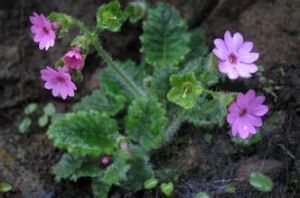 迎陽報春 迎陽報春