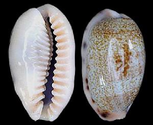 龍清齒寶螺 龍清齒寶螺