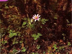 藍側金盞花 藍側金盞花