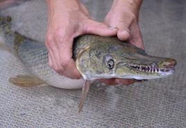 牙拉巴魚 牙拉巴魚