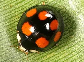 變異，翅鞘黑色，左右各有3枚紅色的圓斑。(體長 4.6-6 mm)