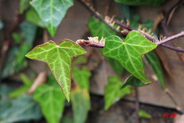 常春藤（變種）